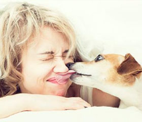 Perro cariñoso lamiendo a su dueña